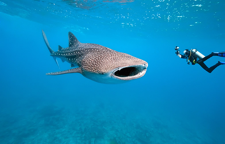 Whale Shark High Quality Background on Wallpapers Vista