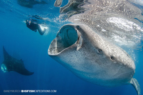 Nice Images Collection: Whale Shark Desktop Wallpapers