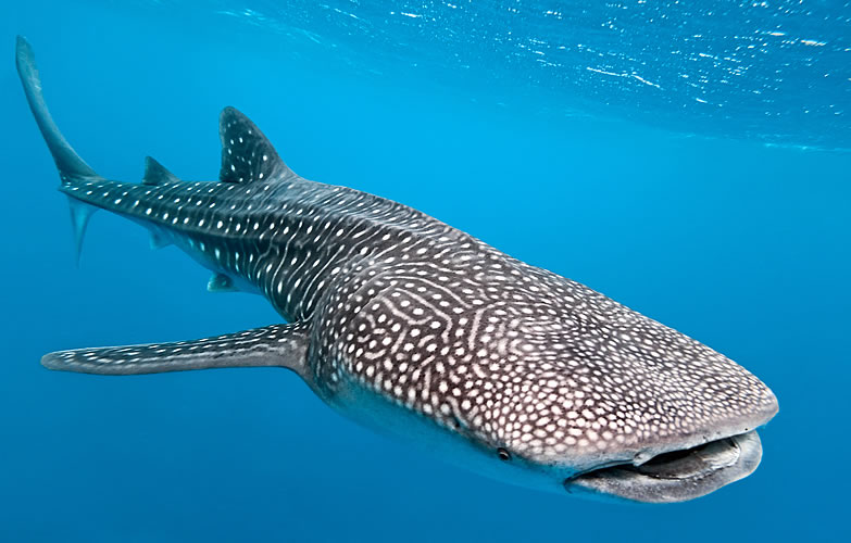783x500 > Whale Shark Wallpapers