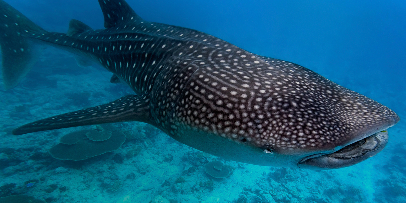 Images of Whale Shark | 1400x700