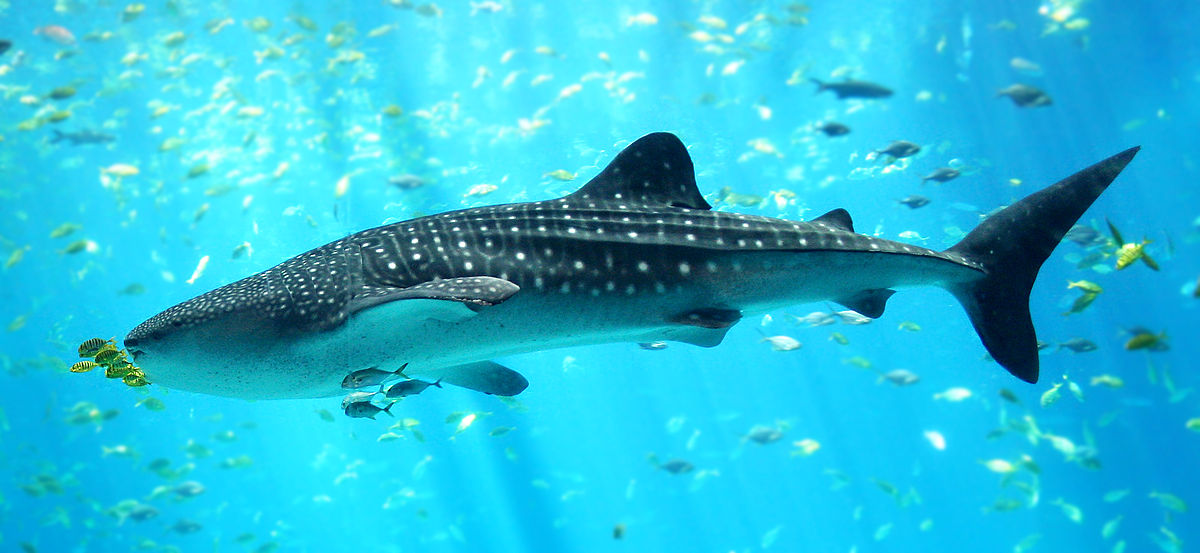HQ Whale Shark Wallpapers | File 122.24Kb