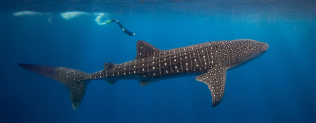 Whale Shark #16