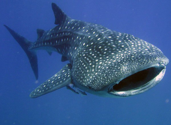 Nice Images Collection: Whale Shark Desktop Wallpapers