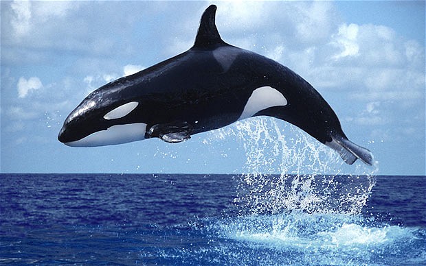 Amazing Whale Pictures & Backgrounds