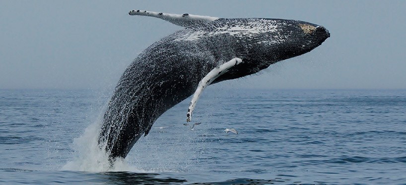 HD Quality Wallpaper | Collection: Animal, 818x374 Whale