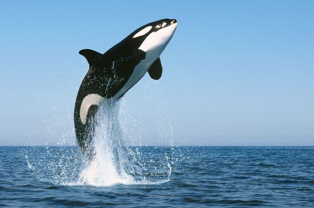 Nice wallpapers Whale 615x409px