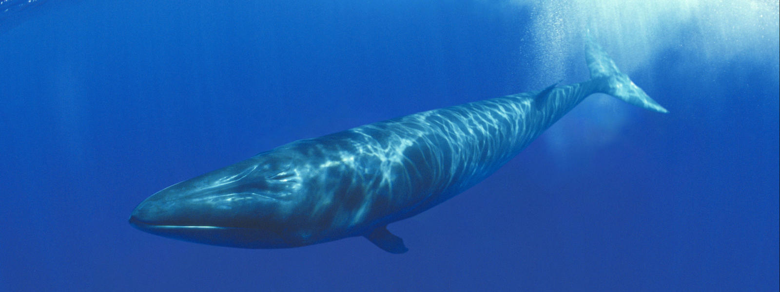 Whale #8