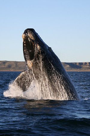 Whale #13