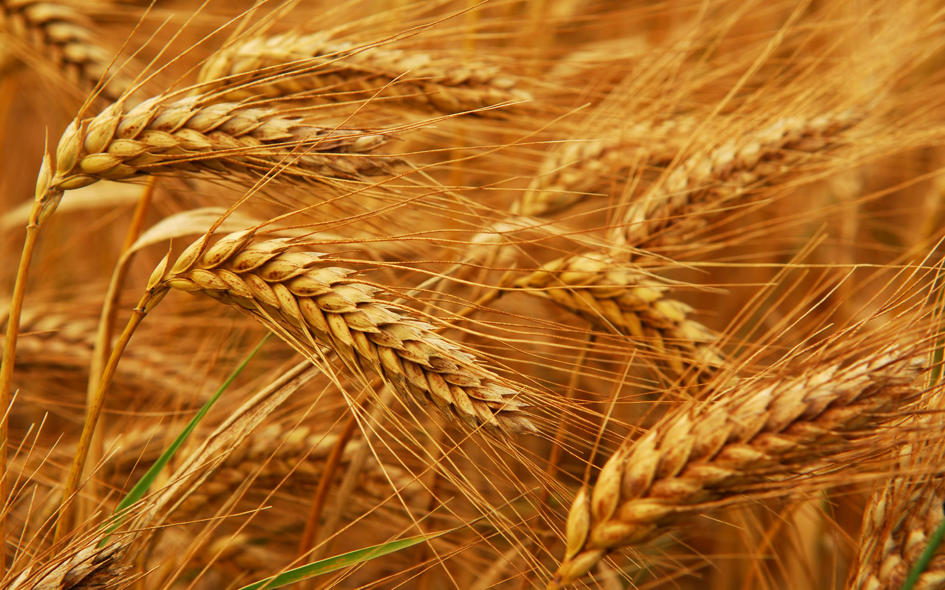 1920x1200 > Wheat Wallpapers
