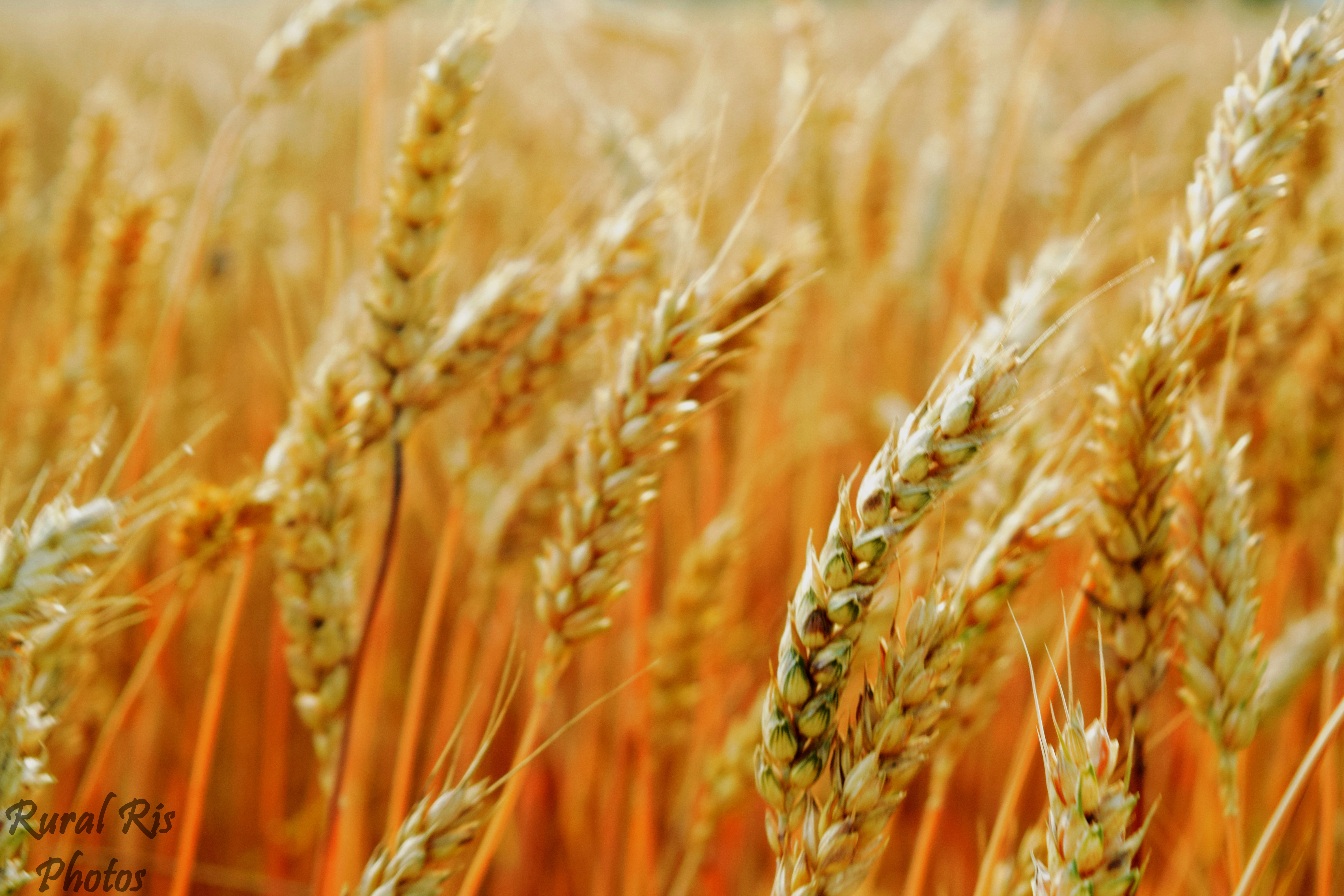Nice Images Collection: Wheat Desktop Wallpapers