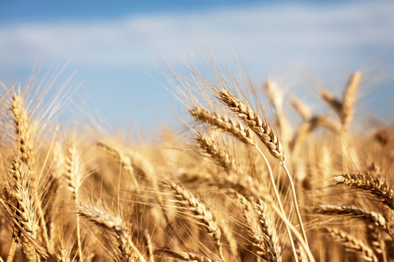 HQ Wheat Wallpapers | File 713.83Kb