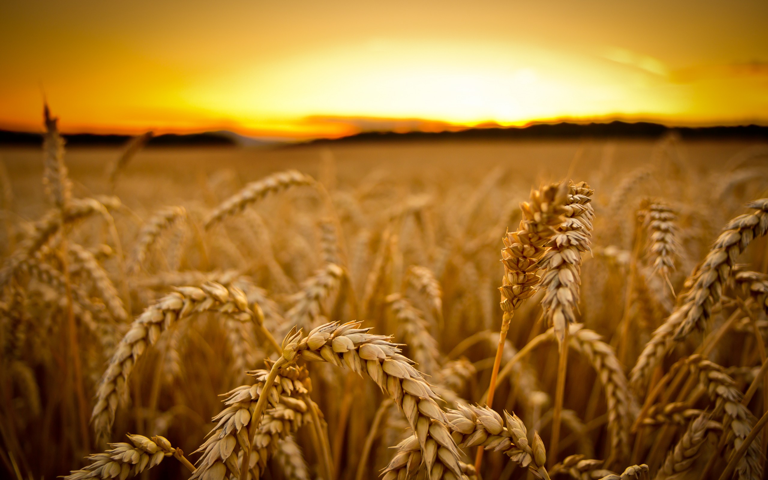 2560x1600 > Wheat Wallpapers