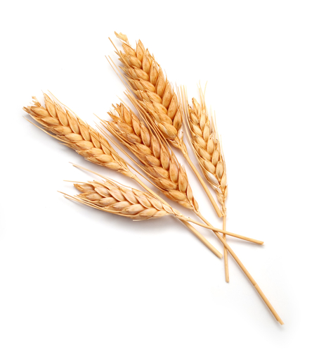 Wheat #21