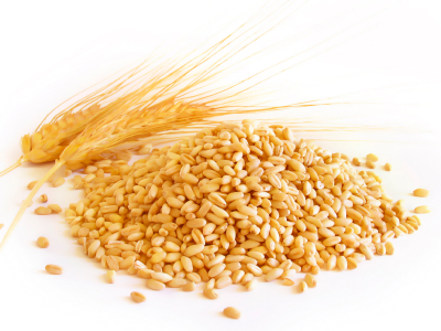Wheat #19