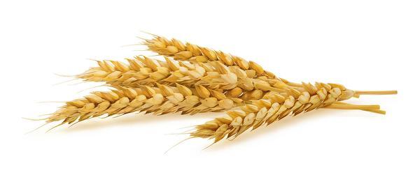 Wheat #18