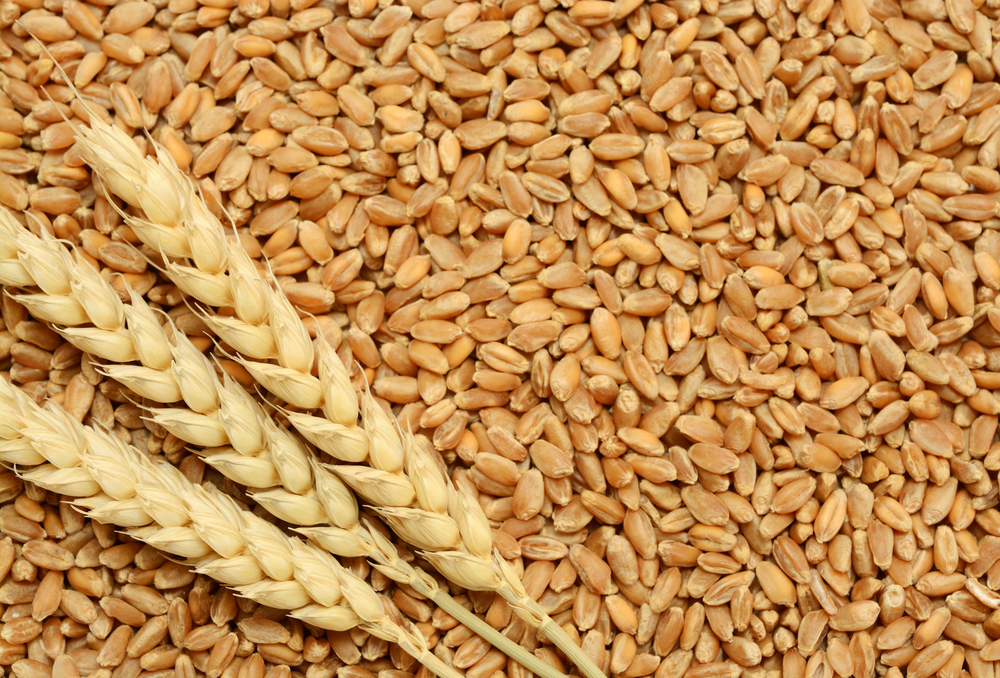 Wheat #16