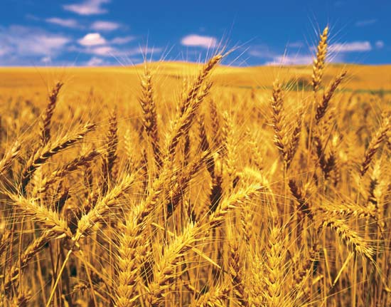 Wheat Backgrounds on Wallpapers Vista