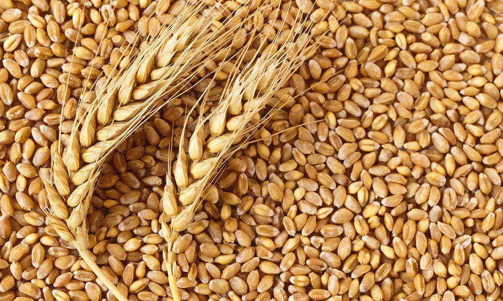Wheat #11