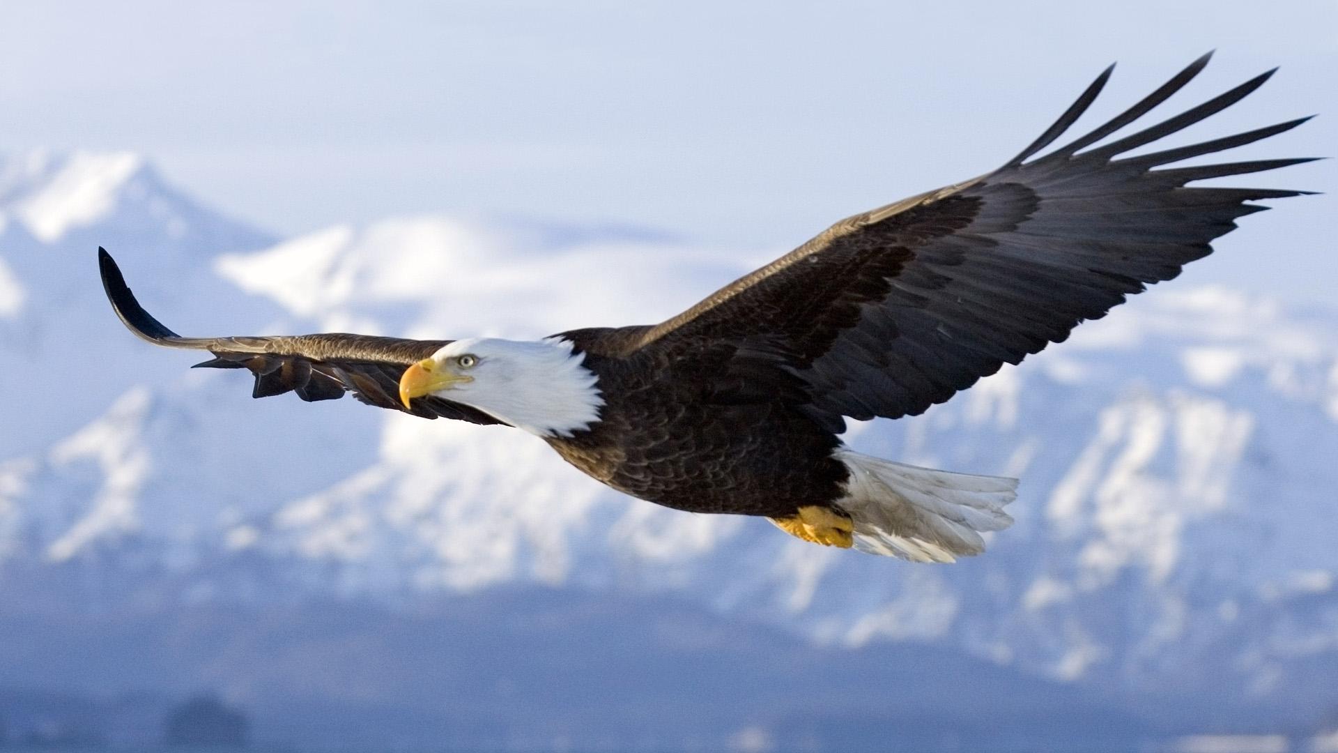 Nice wallpapers White Eagle 1920x1080px