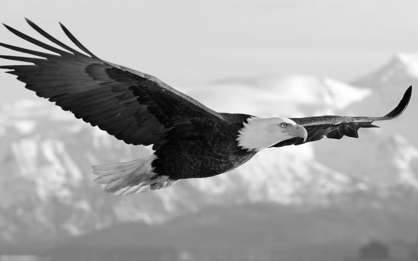 Nice wallpapers White Eagle 1600x1000px