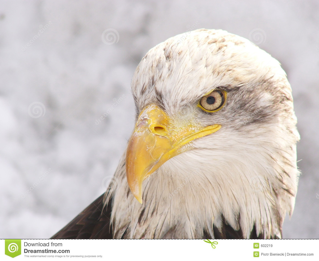 Nice wallpapers White Eagle 1300x1065px