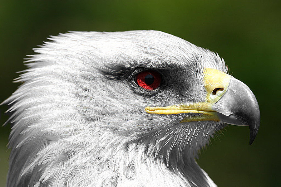 Nice Images Collection: White Eagle Desktop Wallpapers