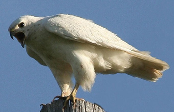 White Eagle High Quality Background on Wallpapers Vista