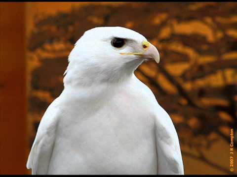 Nice wallpapers White Eagle 480x360px