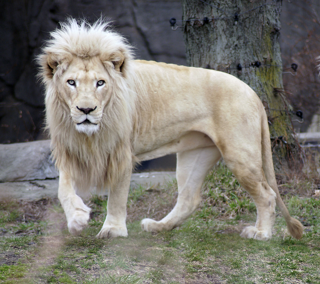 Amazing White Lion Pictures & Backgrounds