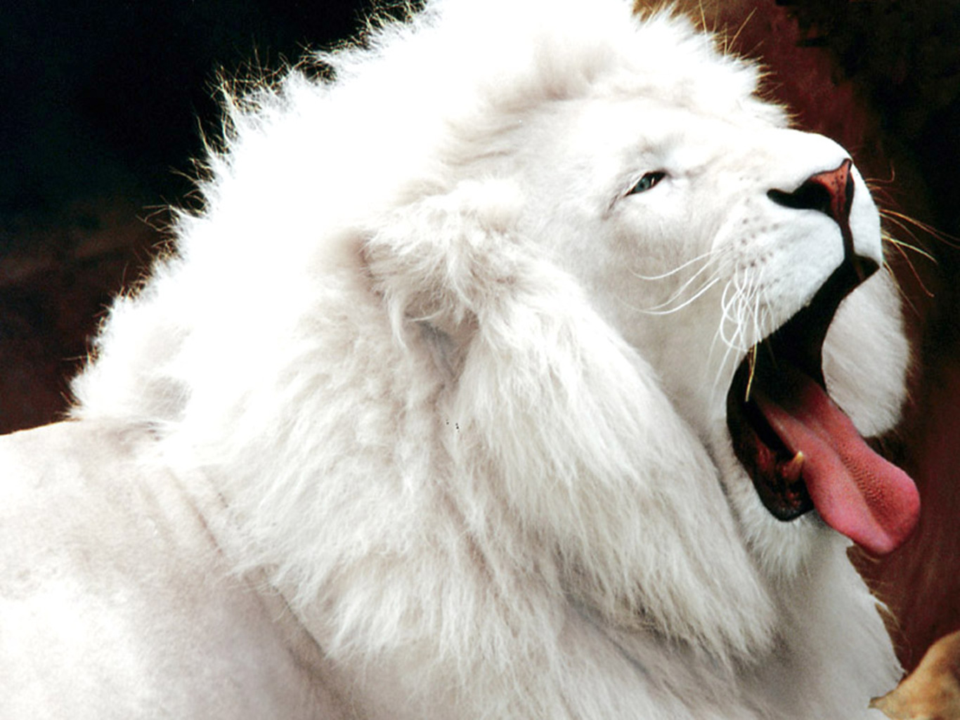 HD Quality Wallpaper | Collection: Animal, 1366x1025 White Lion