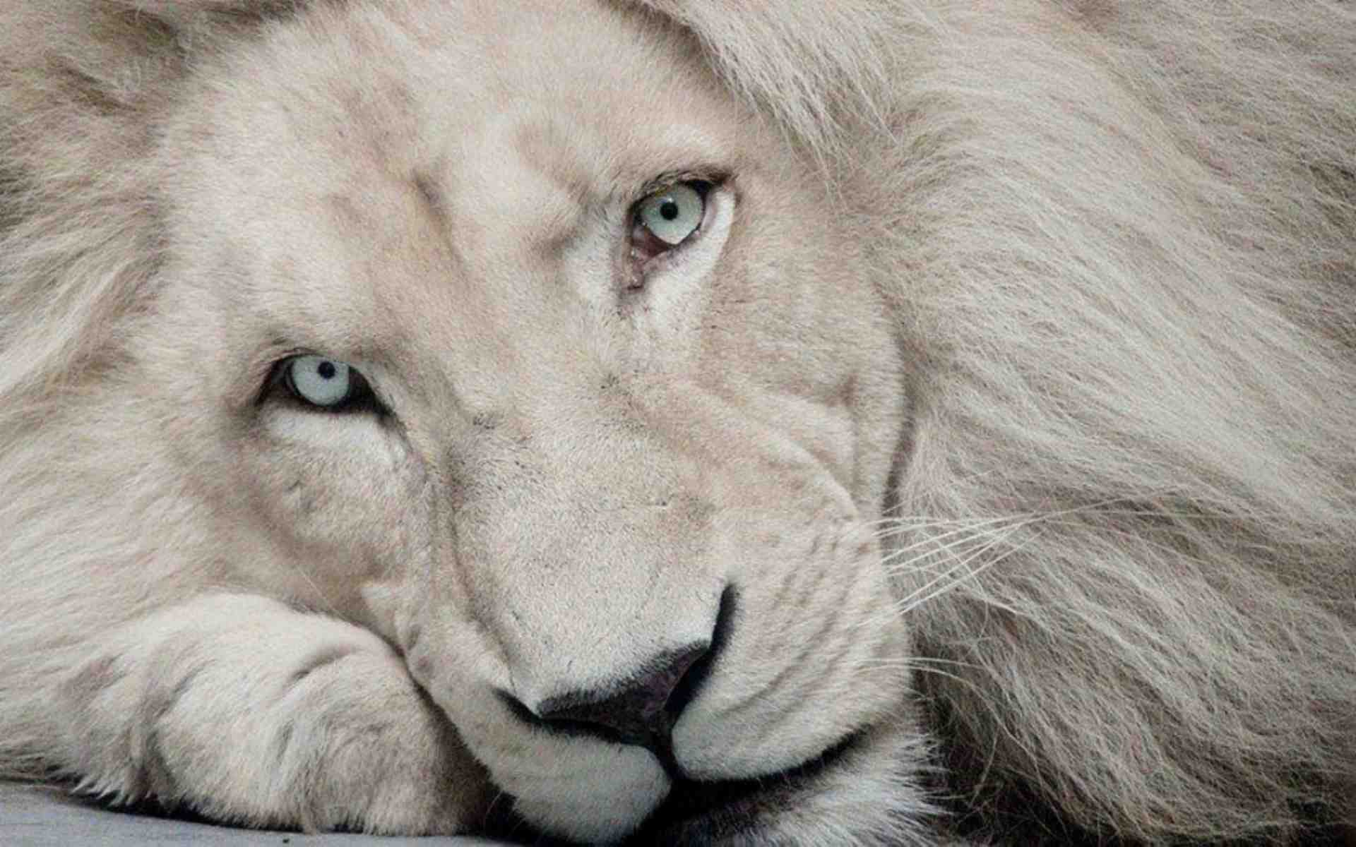 White Lion Backgrounds on Wallpapers Vista