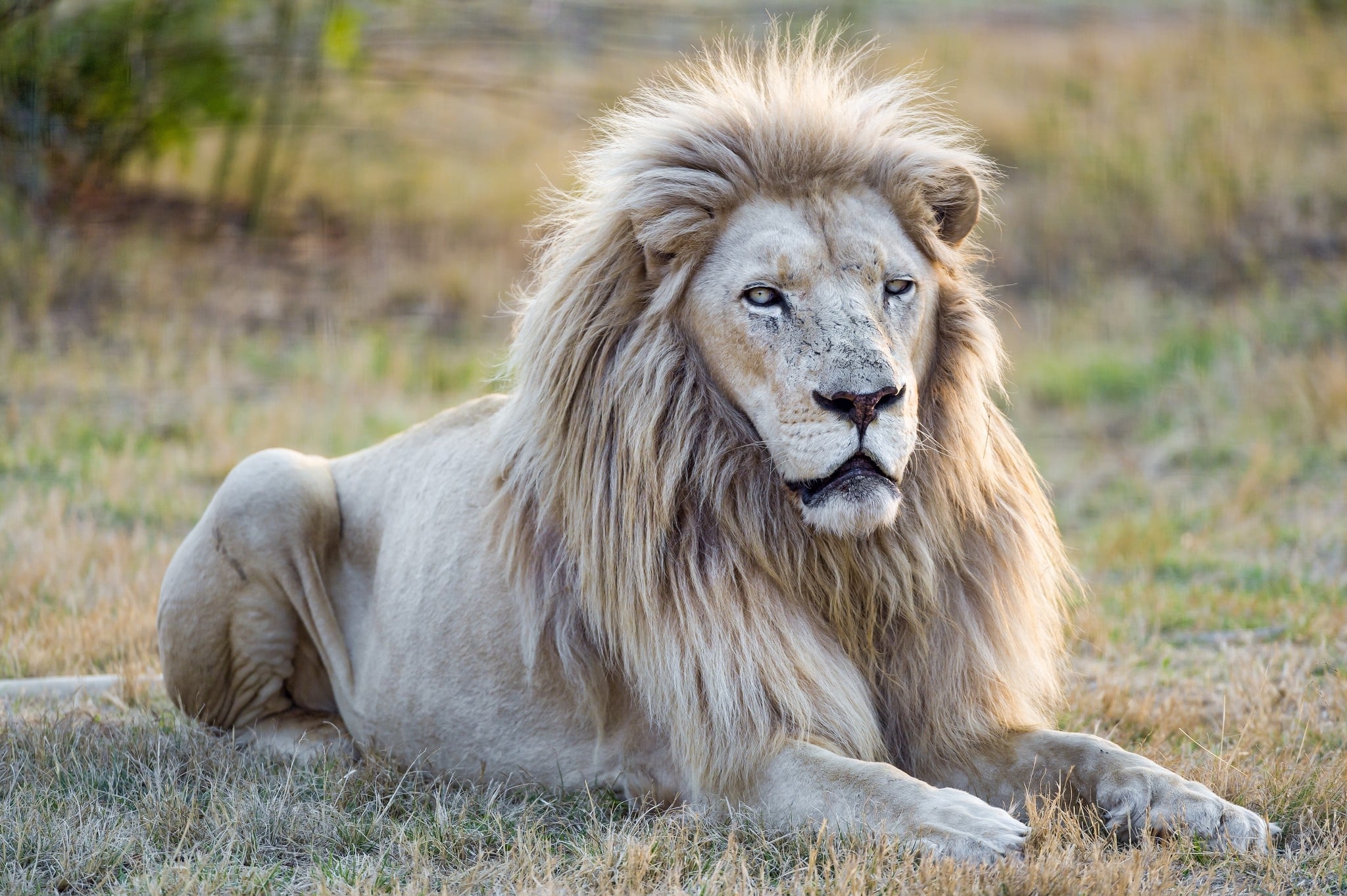 HD Quality Wallpaper | Collection: Animal, 2048x1363 White Lion