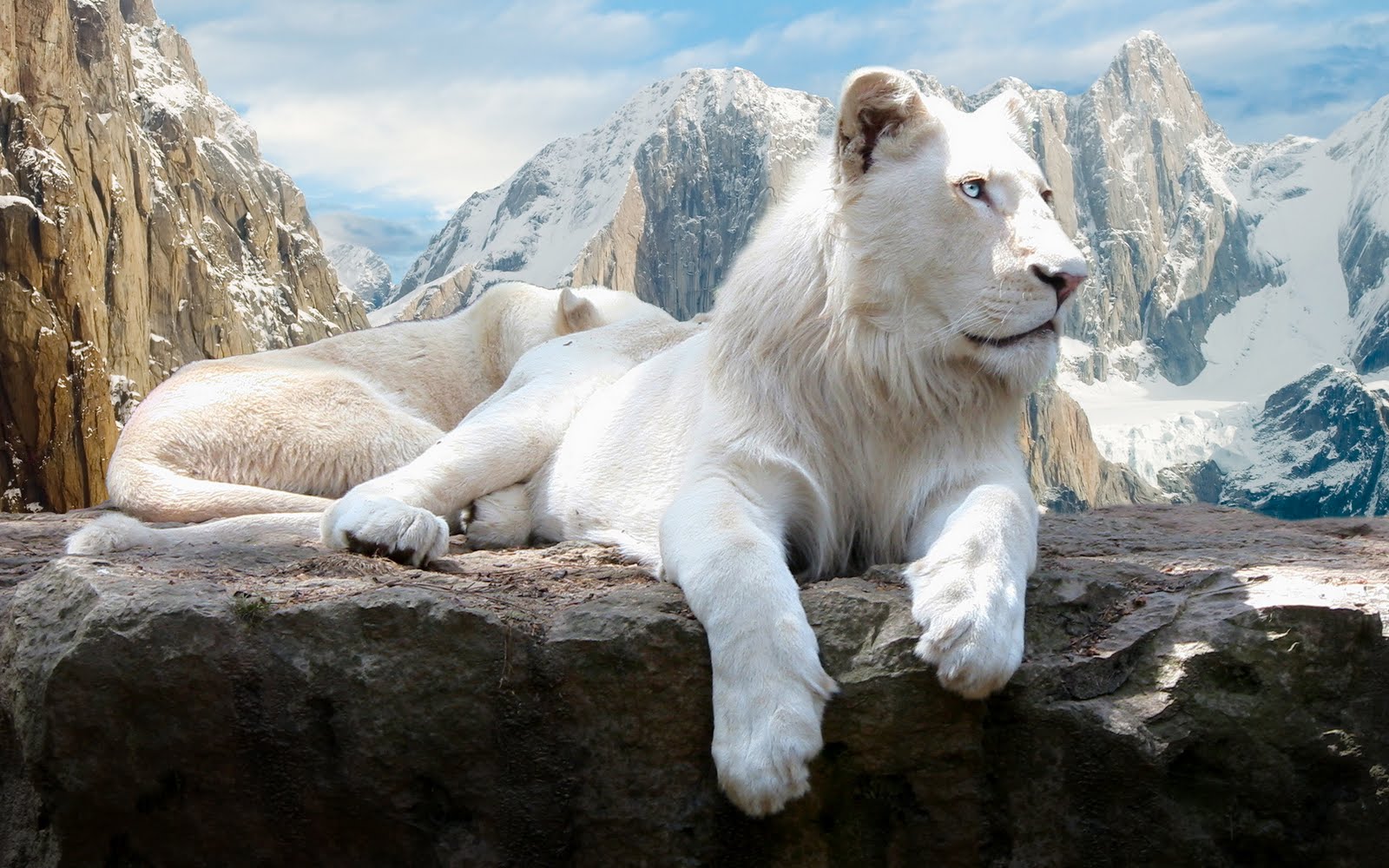 White Lion Backgrounds, Compatible - PC, Mobile, Gadgets| 1600x1000 px