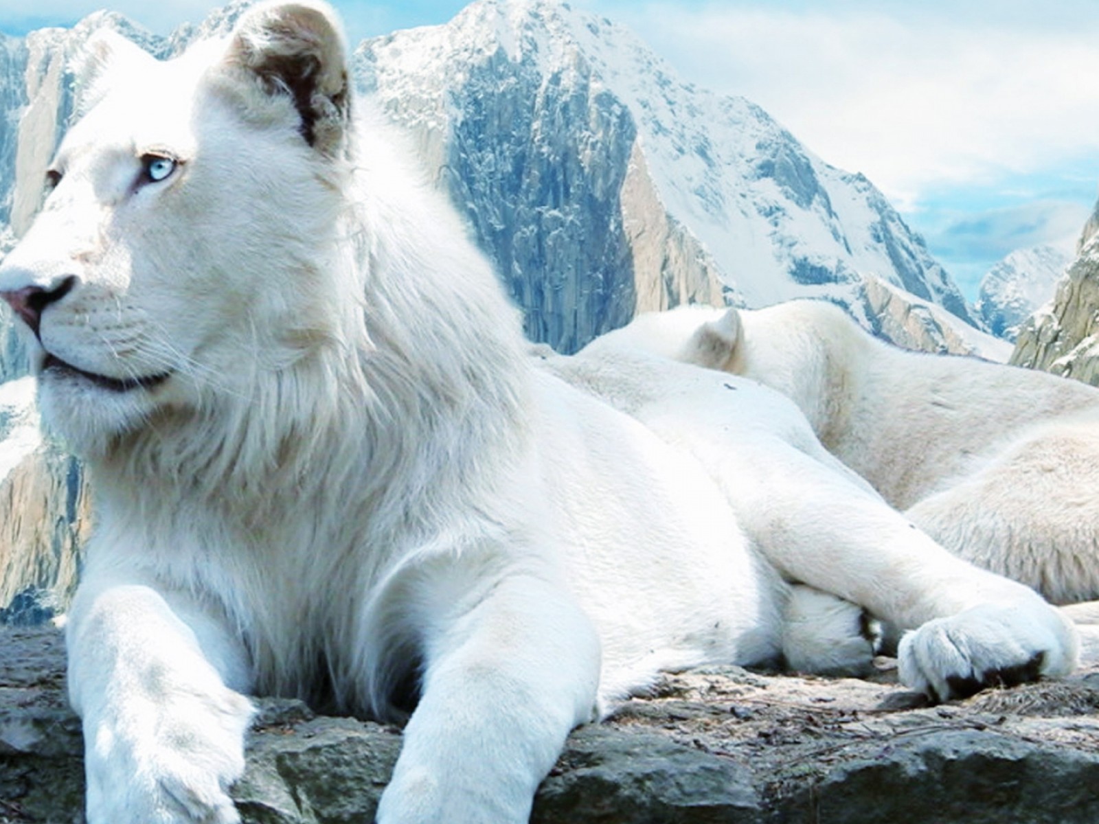 Nice Images Collection: White Lion Desktop Wallpapers