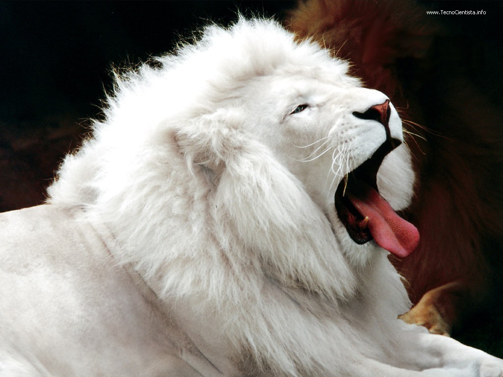 White Lion #6