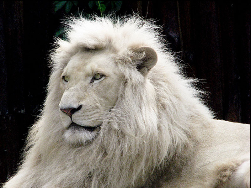 White Lion Backgrounds on Wallpapers Vista