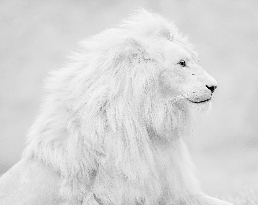 White Lion Pics, Animal Collection