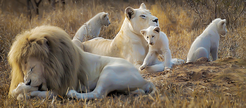 White Lion #20