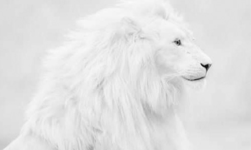 Images of White Lion | 500x300