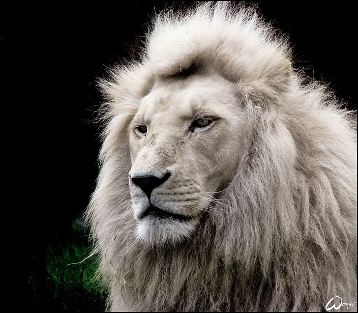 Images of White Lion | 704x615