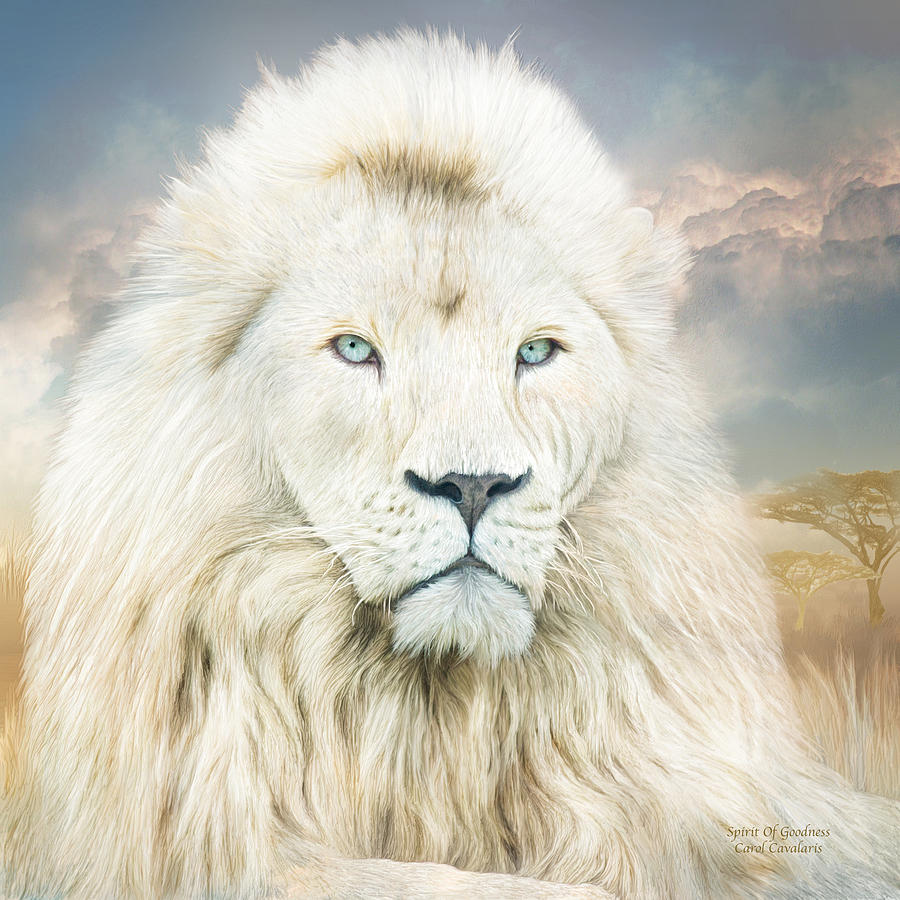White Lion Backgrounds, Compatible - PC, Mobile, Gadgets| 900x900 px