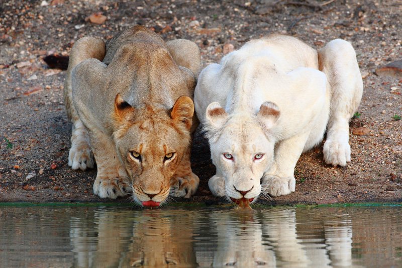 Nice Images Collection: White Lion Desktop Wallpapers