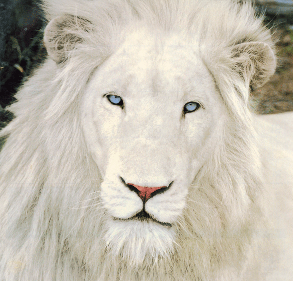 White Lion #11