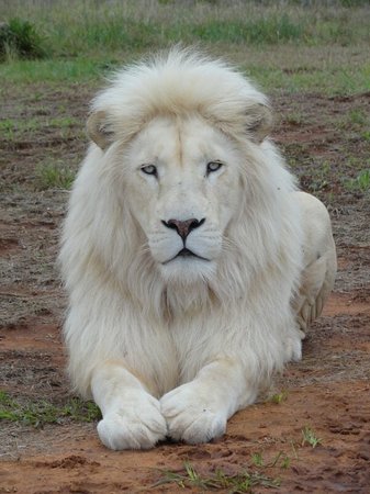 White Lion #12