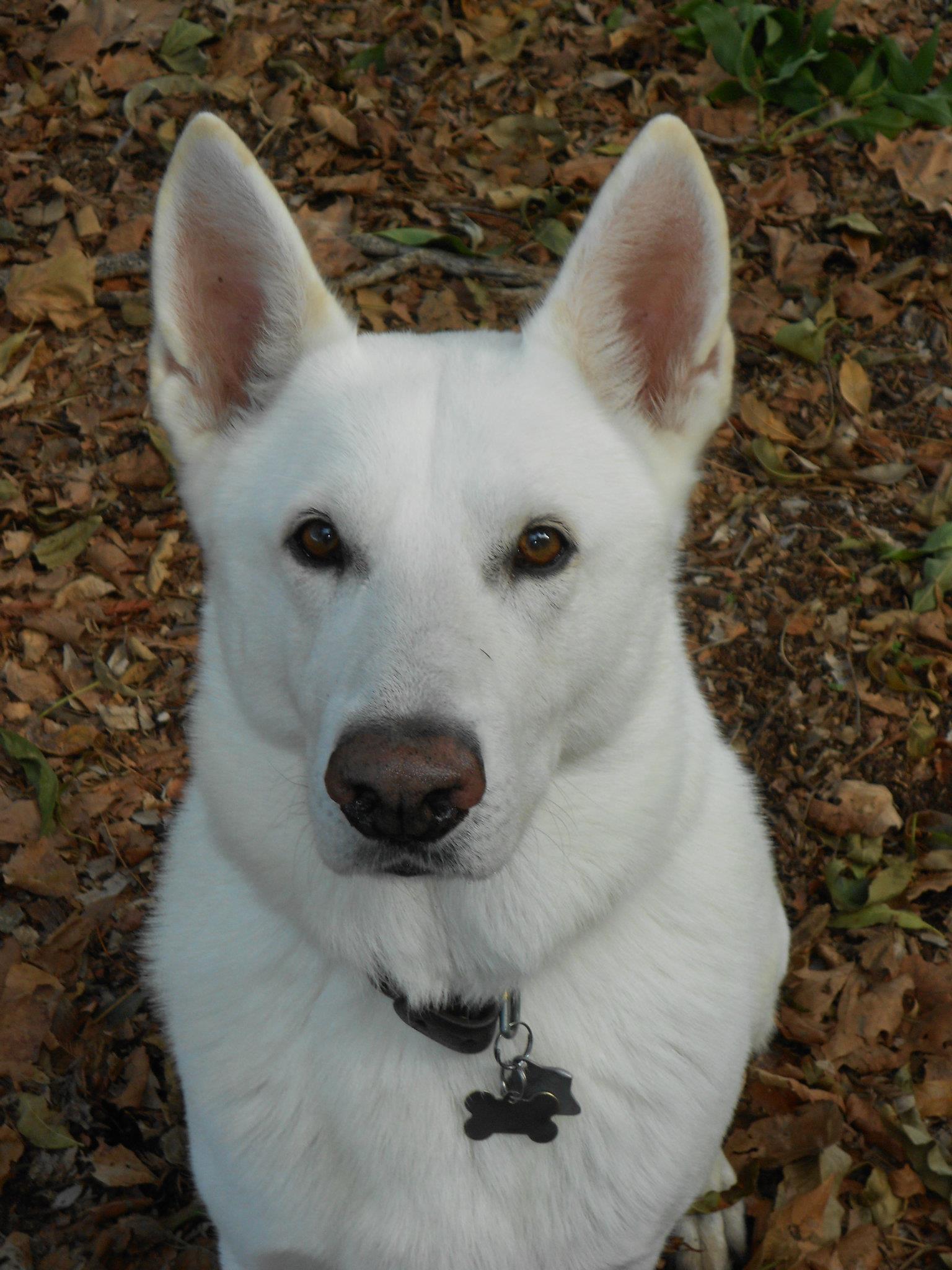 White Shepherd Backgrounds, Compatible - PC, Mobile, Gadgets| 1536x2048 px