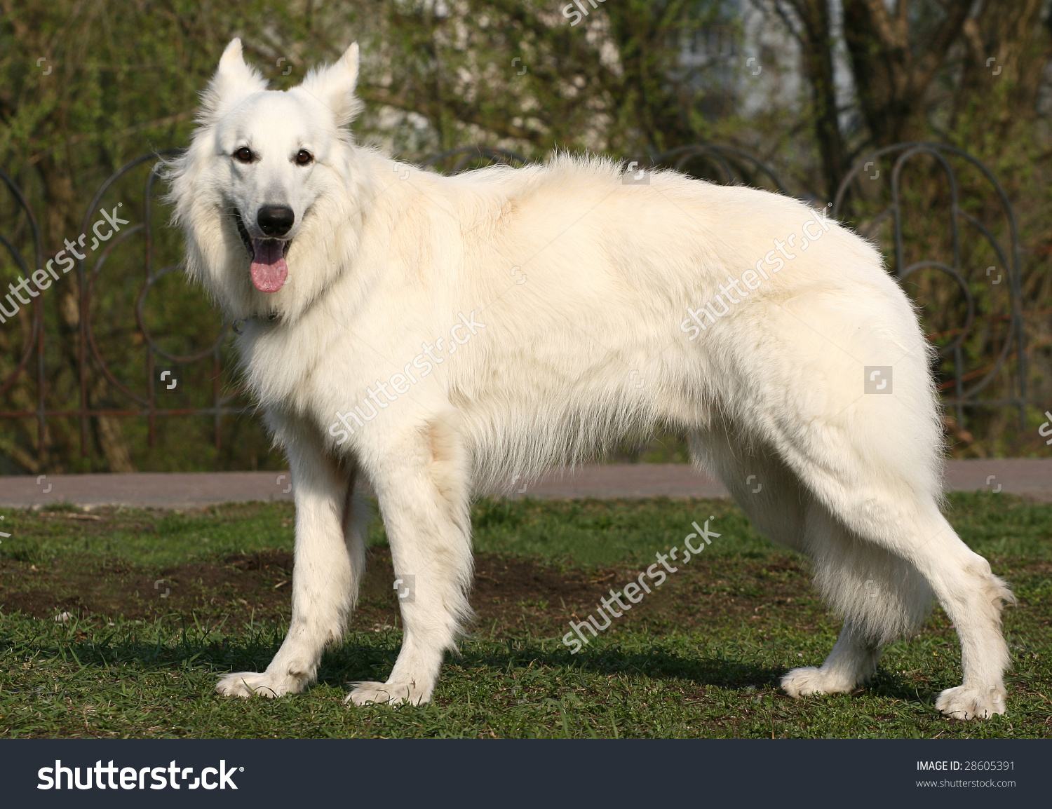 Альпийская овчарка белая