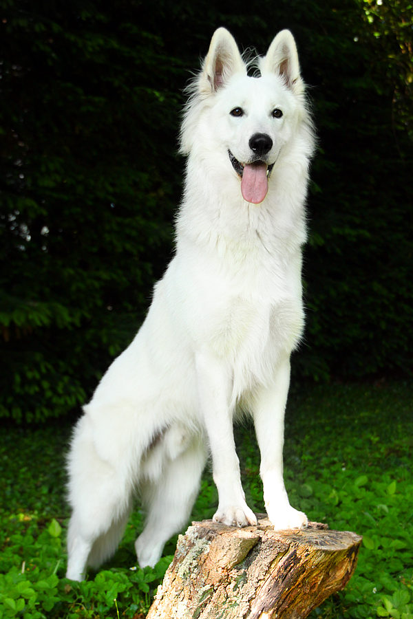 Amazing White Shepherd Pictures & Backgrounds