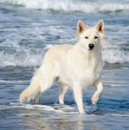 Nice Images Collection: White Shepherd Desktop Wallpapers