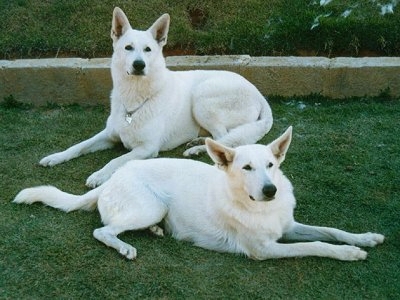 Amazing White Shepherd Pictures & Backgrounds