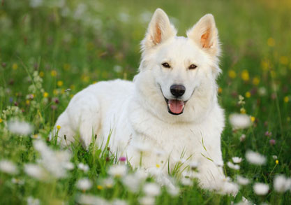 White Shepherd Backgrounds, Compatible - PC, Mobile, Gadgets| 417x293 px
